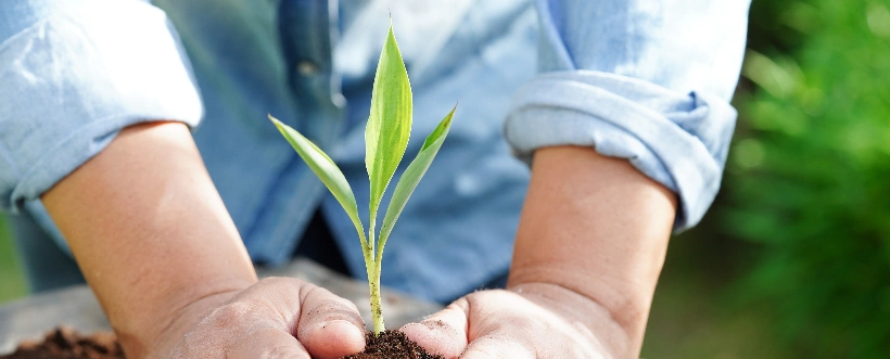 Día Internacional De Los Bosques